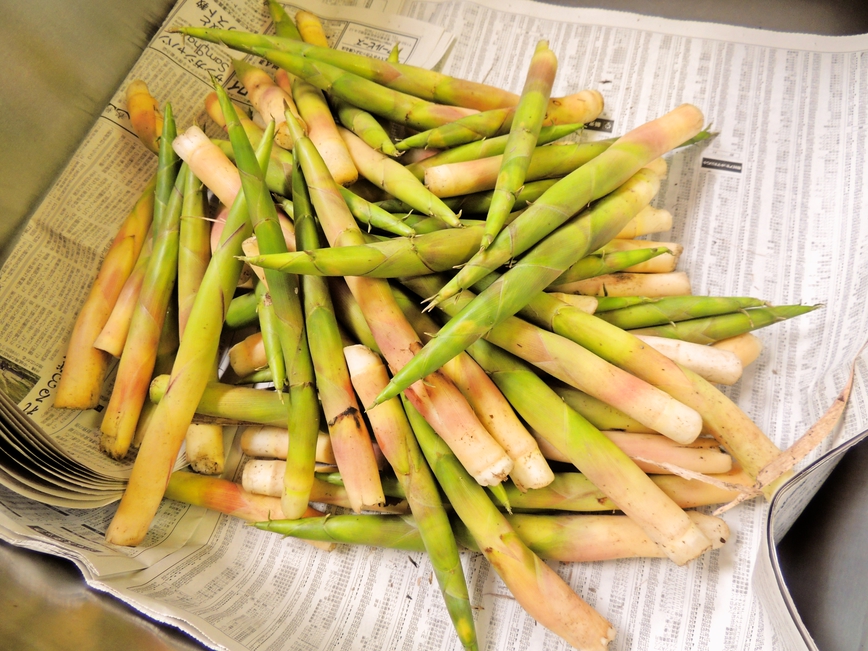 笹竹春には山菜料理が楽しめます！タラの芽・こごみ・ふきのとう・・・