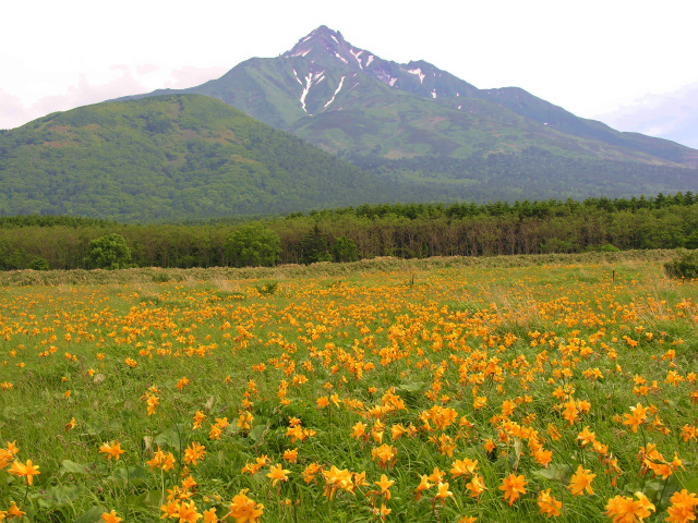 エゾカンゾウと利尻山