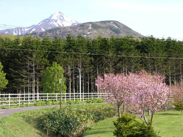 桜と利尻山