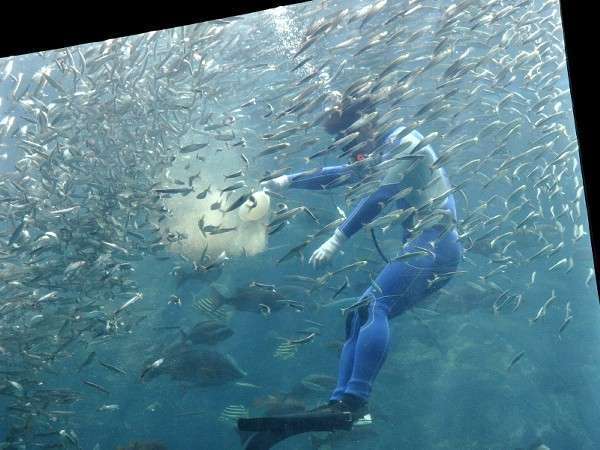田海中水族館ダイバーが餌付けをしています。大人から子供まで楽しめますよ