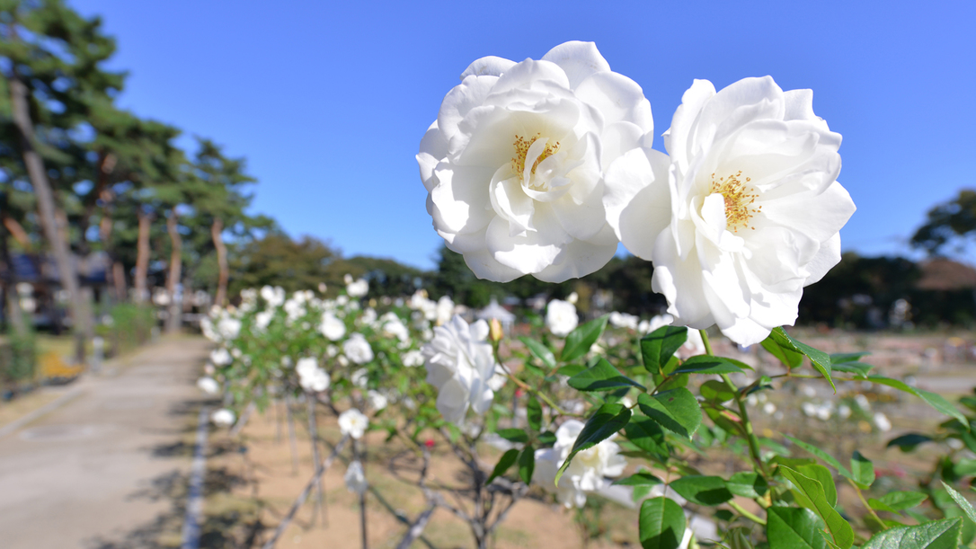 *敷島公園/600種7，000本のバラや四季を彩る花木をご覧いただける“;バラ園”;。毎年春と秋に“;バラ