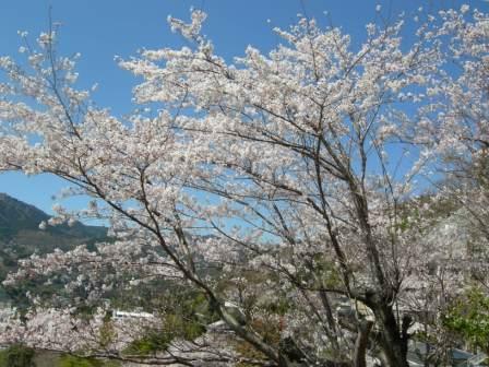 温泉棟から見える敷地内の桜（ｂ）