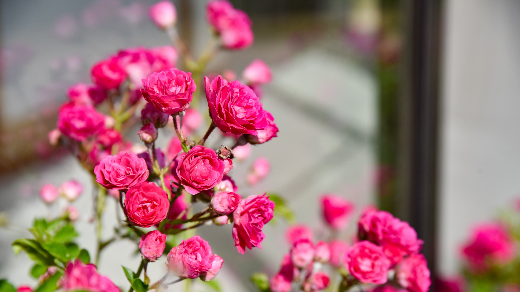 *花壇四季折々のお花でお客様をお迎えします。