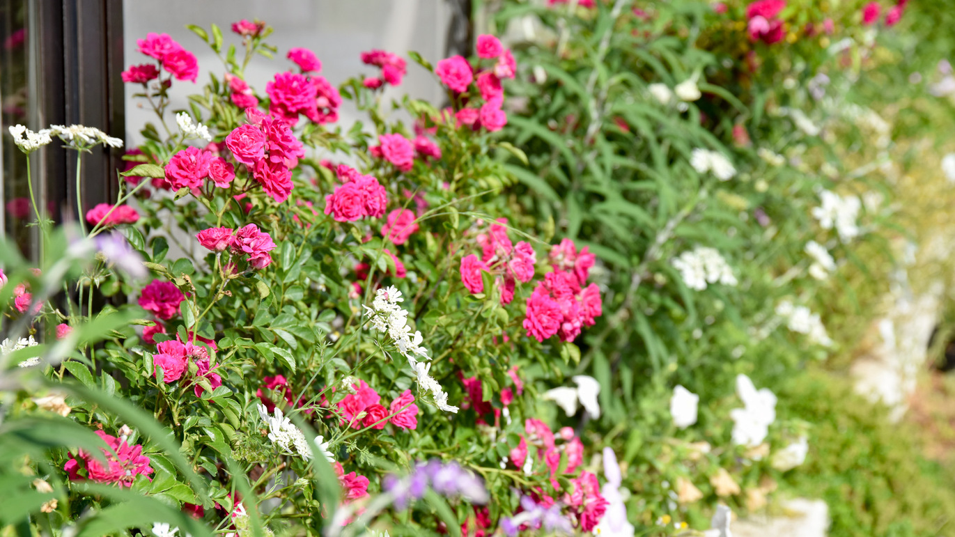 *花壇四季折々のお花でお客様をお迎えします。