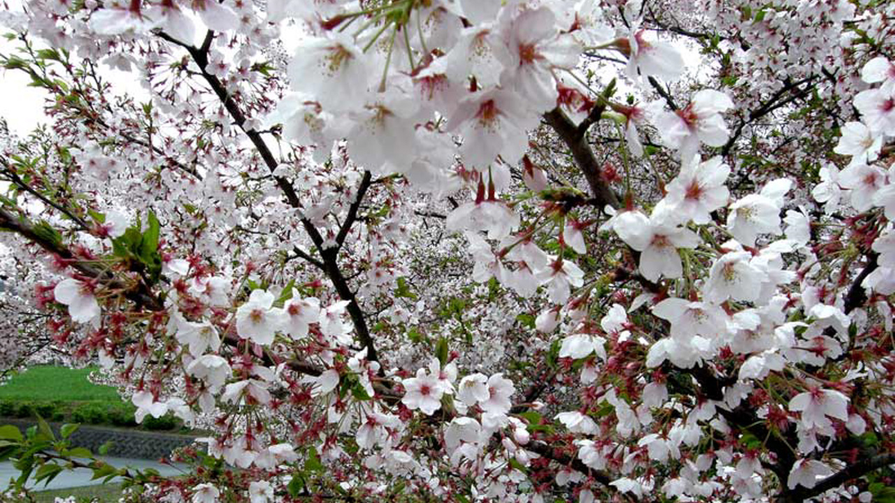 *春には庭の桜が満開です♪