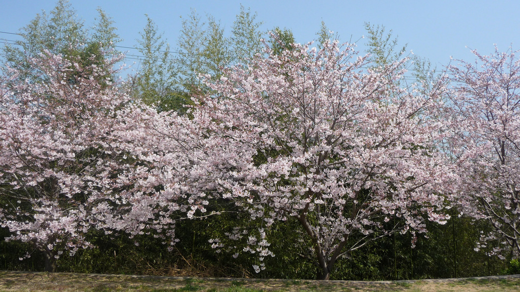 *春には庭の桜が満開です♪