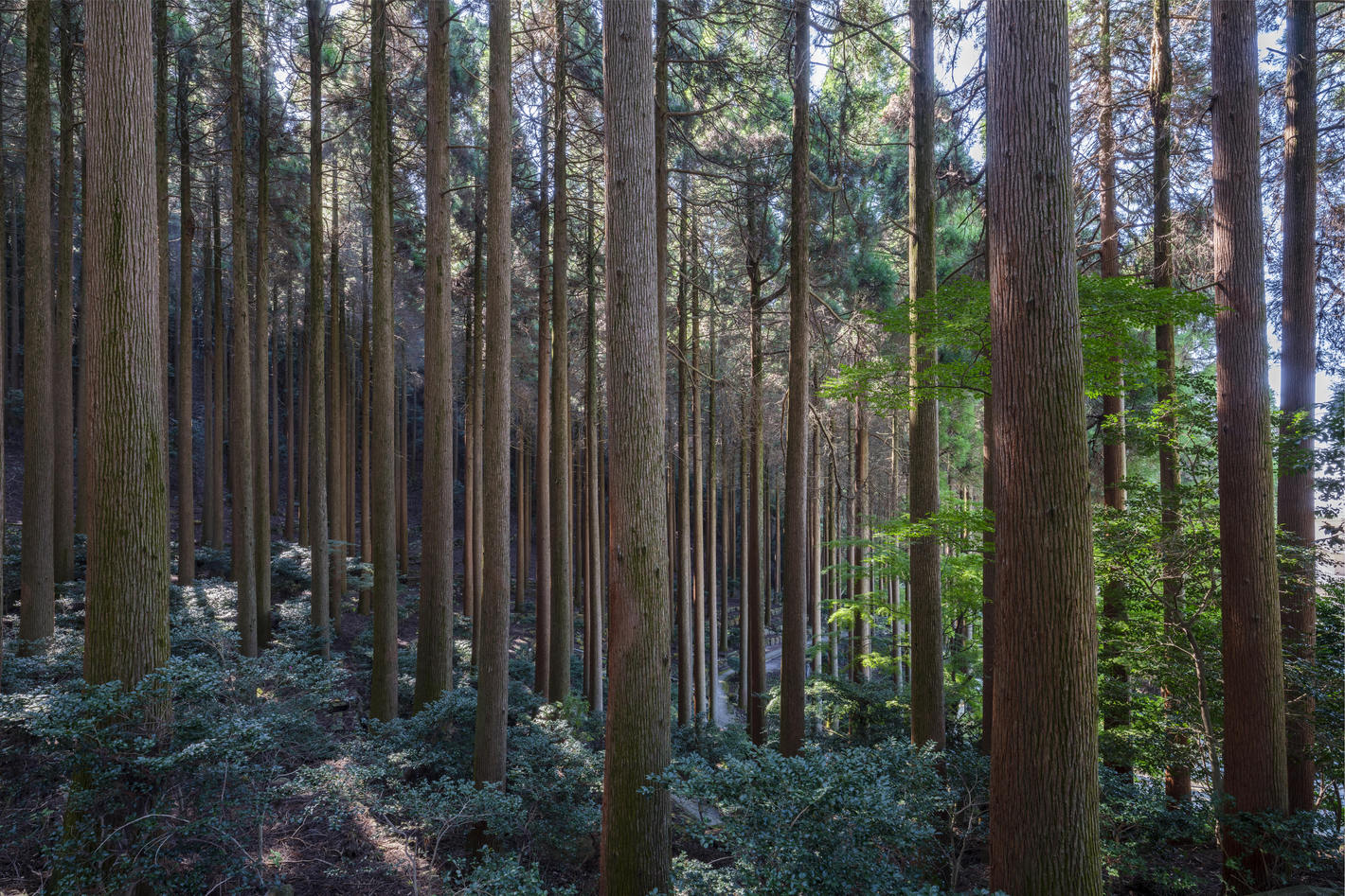 百年杉庭園