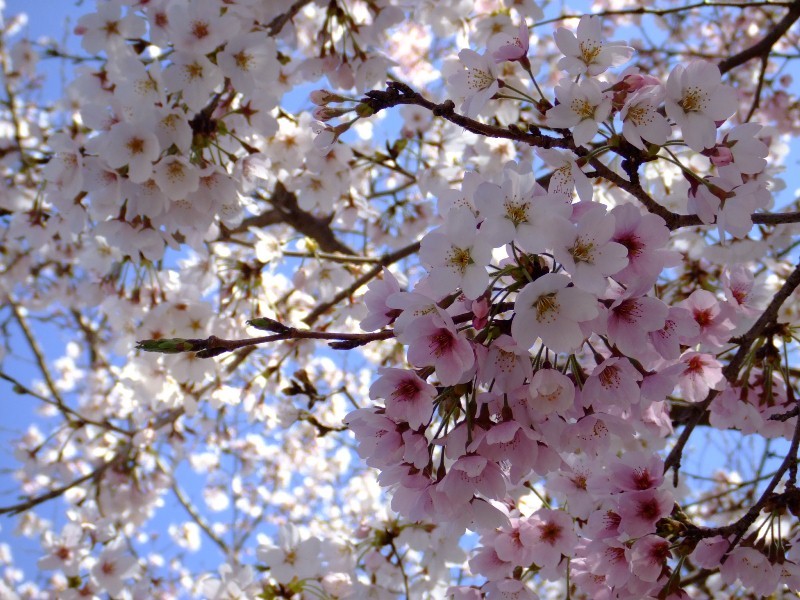 大斎原の桜