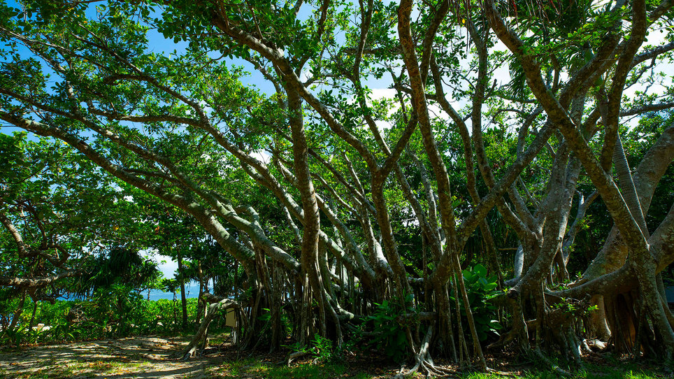 【フサキガーデン】南国独特の木々の下で、癒しの時間を体験ください
