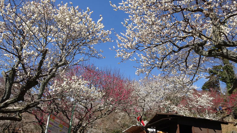 熱海梅園梅まつり！「日本で最も早咲きの梅」として知られる熱海梅園