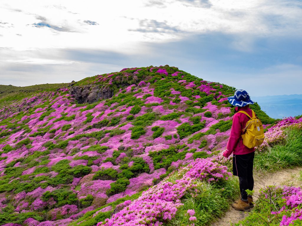 仙酔峡のつつじ４月〜５月が見頃です。