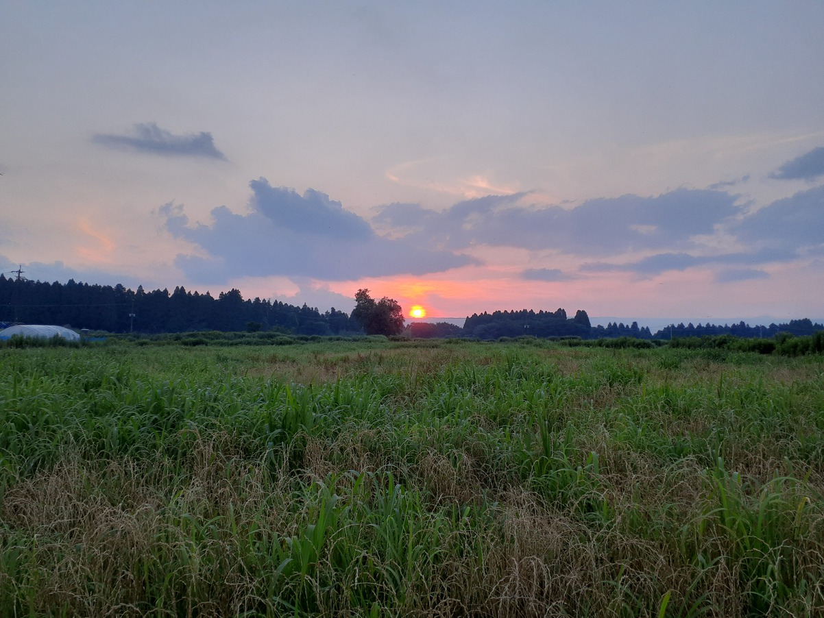 庭から眺める夕日