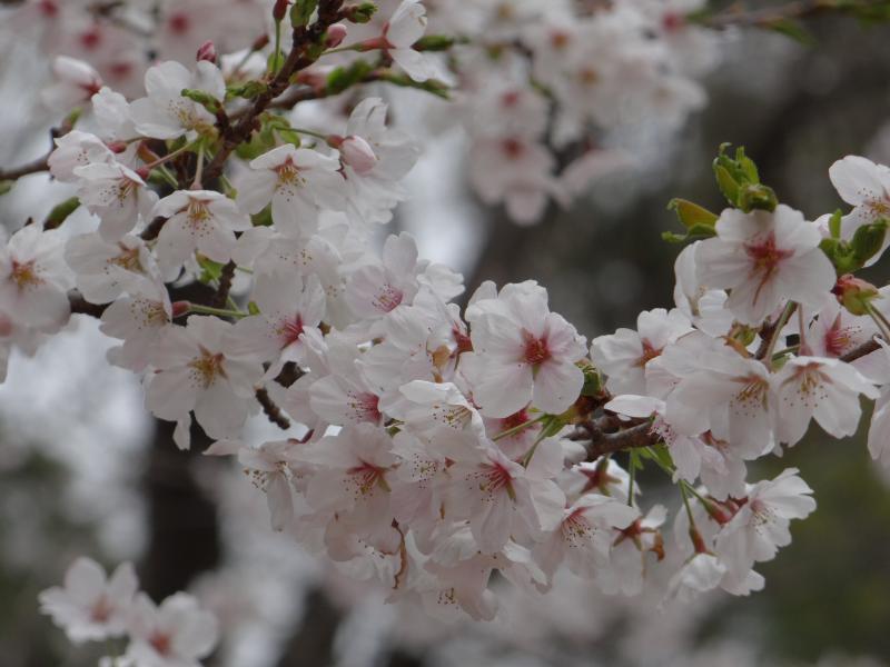 桜（新府城址）