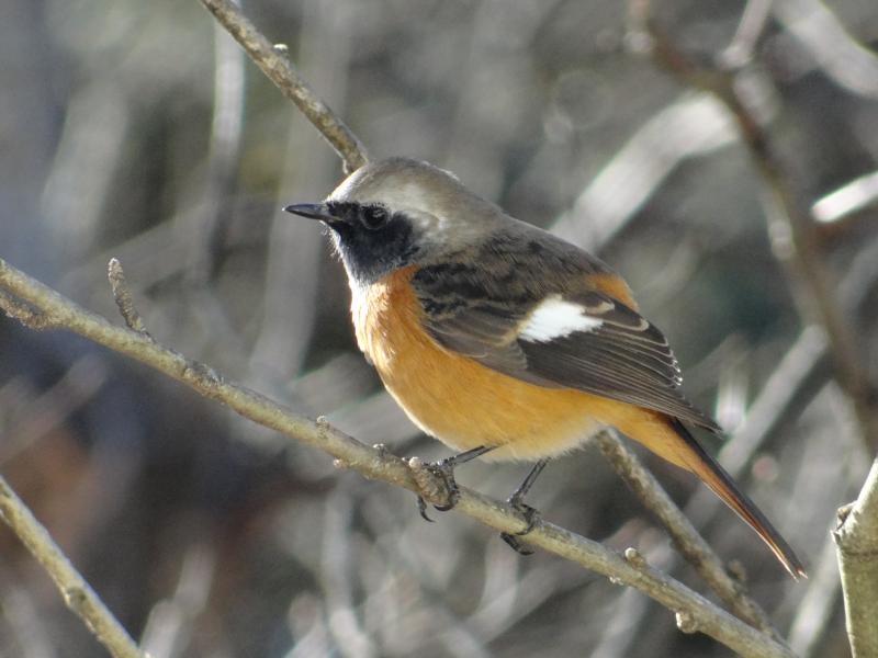 庭にやって来る野鳥（ジョウビタキ）