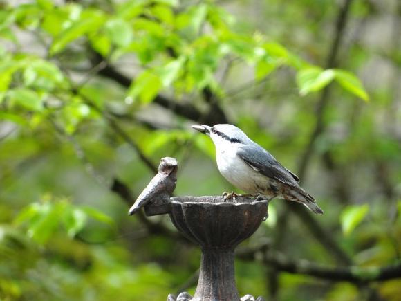 庭にやって来る野鳥（ゴジュウカラ）