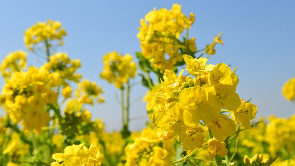 4月下旬〜5月上旬に見頃を迎える菜の花畑が美しい「ヴェンテンガルデン」までお車で20分