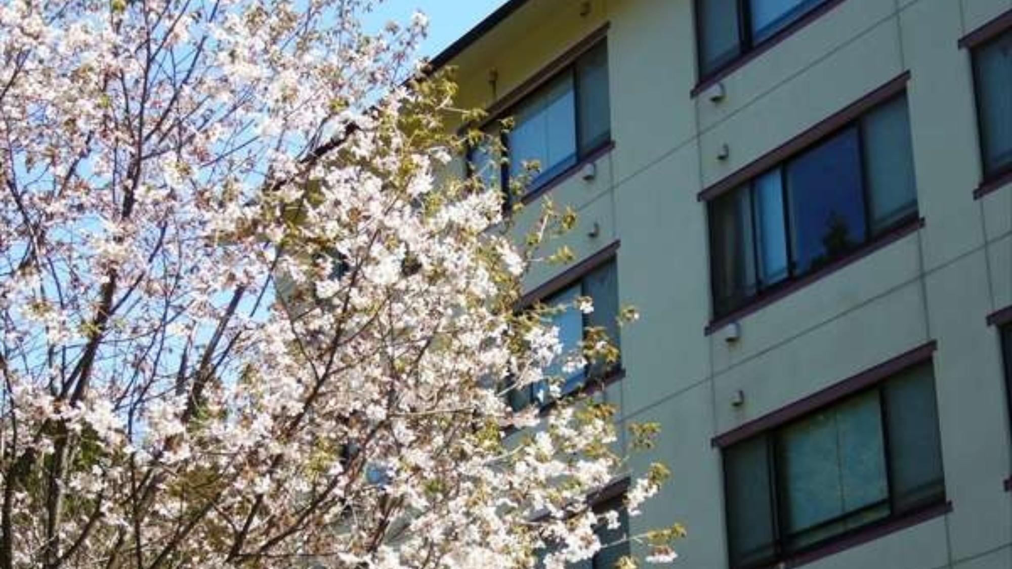 ［朝：春］桜咲く季節のヴァルトベルク