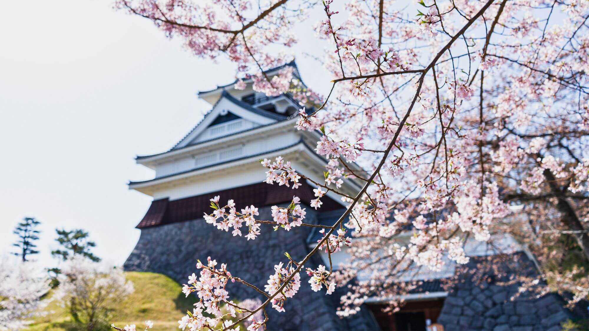 上山（かみのやま）城の桜（当館より車で25分）例年4月中旬〜下旬開花