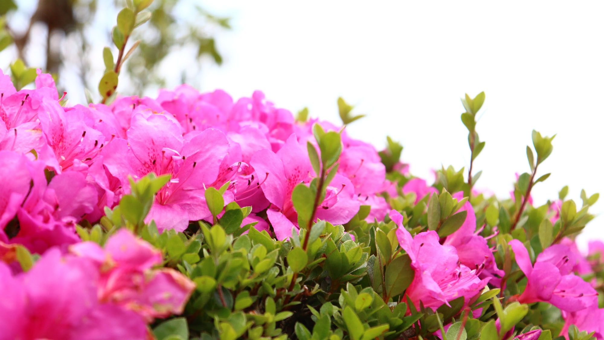 【その他】BOKETTO伊豆熱川の庭園には様々な花が咲いています*