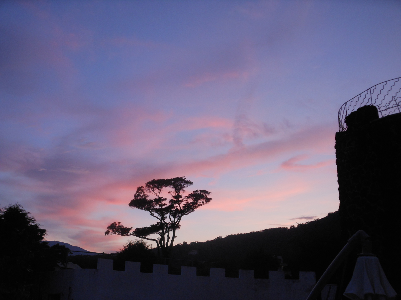 シンボルツリーと夕焼け