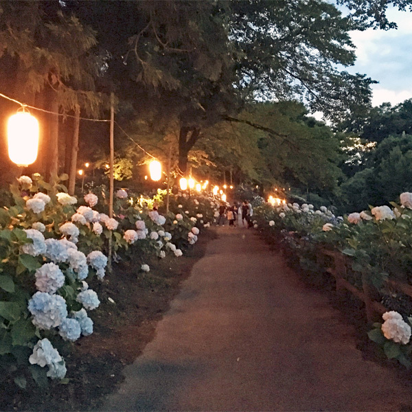 あじさい公園夜間ライトアップ