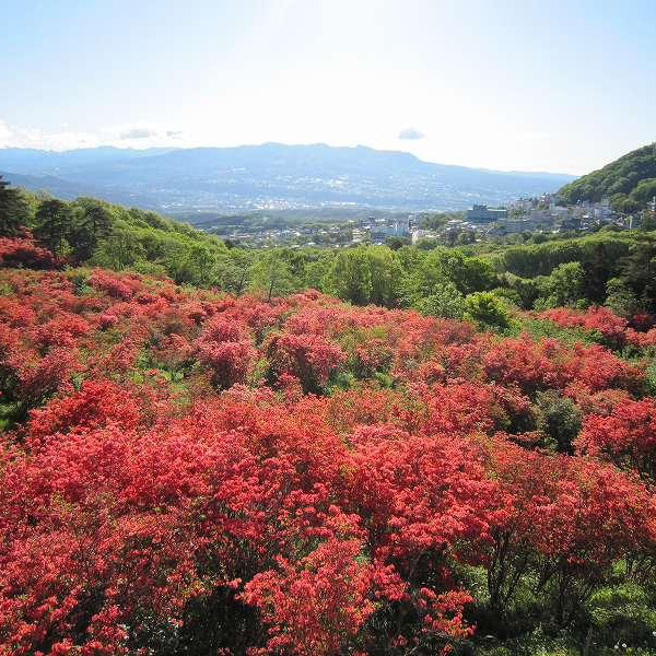 長峰公園のツツジ