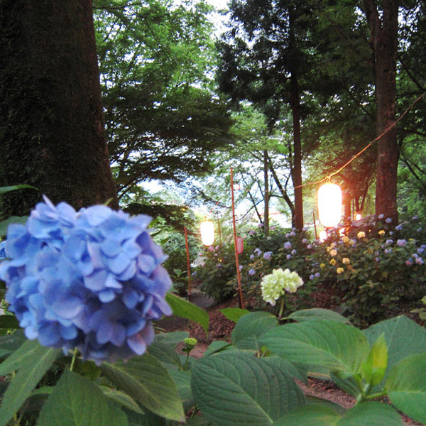 小野池あじさい公園夜間ライトアップ