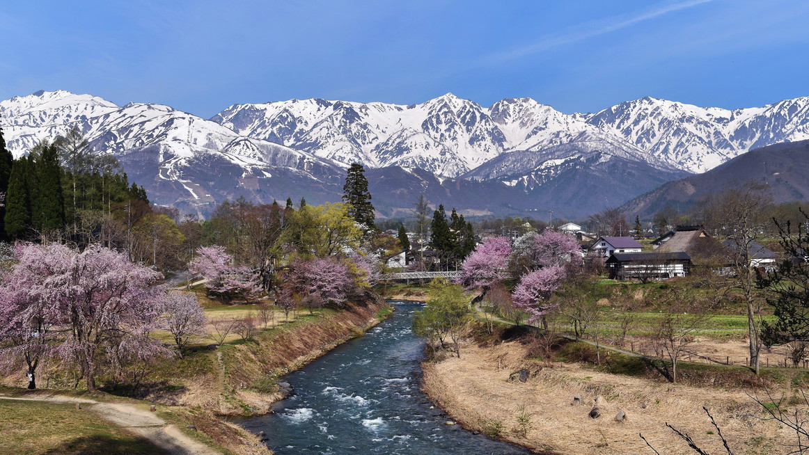 桜の季節の大出つり橋