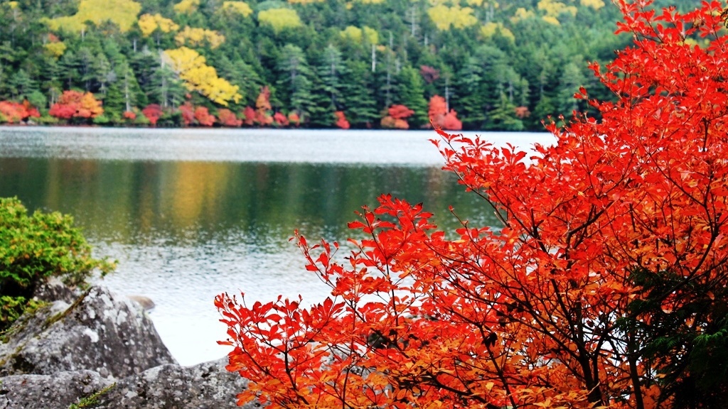 小海町〜白駒池の紅葉〜