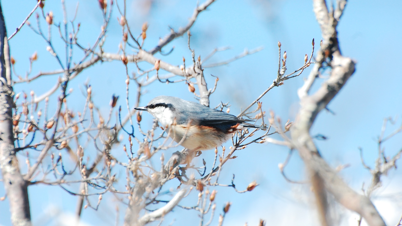 野鳥の宝庫野辺山高原②