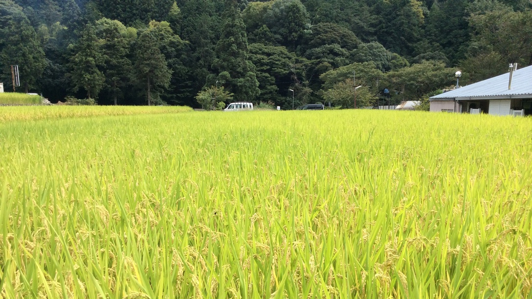 一の瀬【近隣の稲】周辺にはのどかな風景が広がっています。