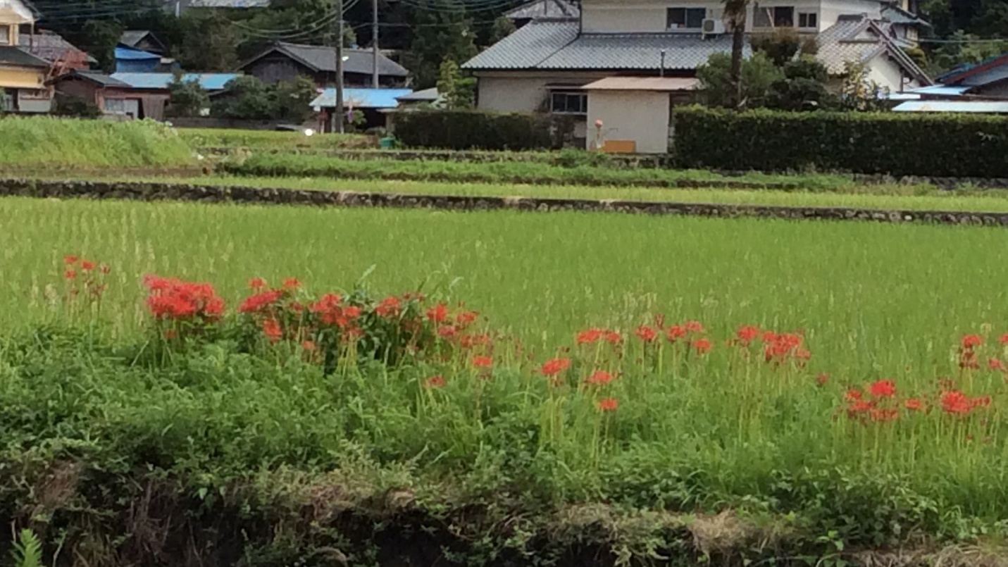 【彼岸花】一の瀬街道の田園に咲き乱れる彼岸花（2014年秋）