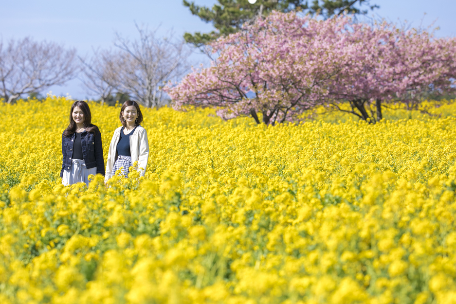 黄色い絨毯のように咲く菜の花とピンクの色が可憐な桜