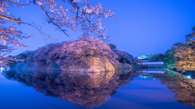 *【彦根城の桜】夜はライトアップが行われます。例年見頃：3月下旬〜4月中旬