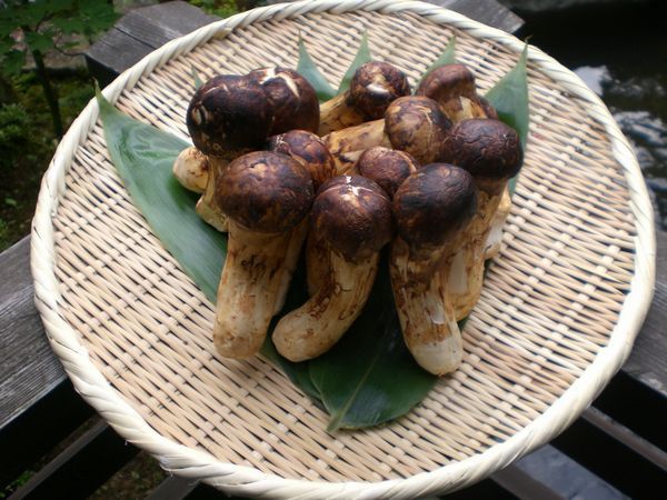 秋の味覚、松茸。