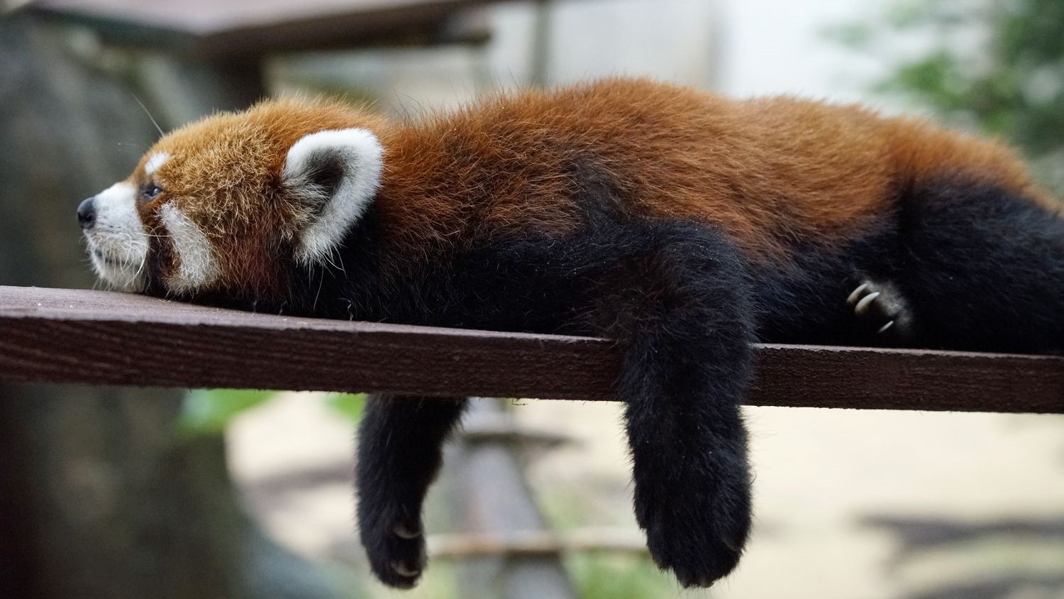 いしかわ動物園