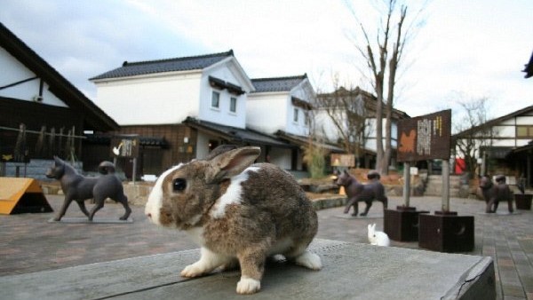 月うさぎの里