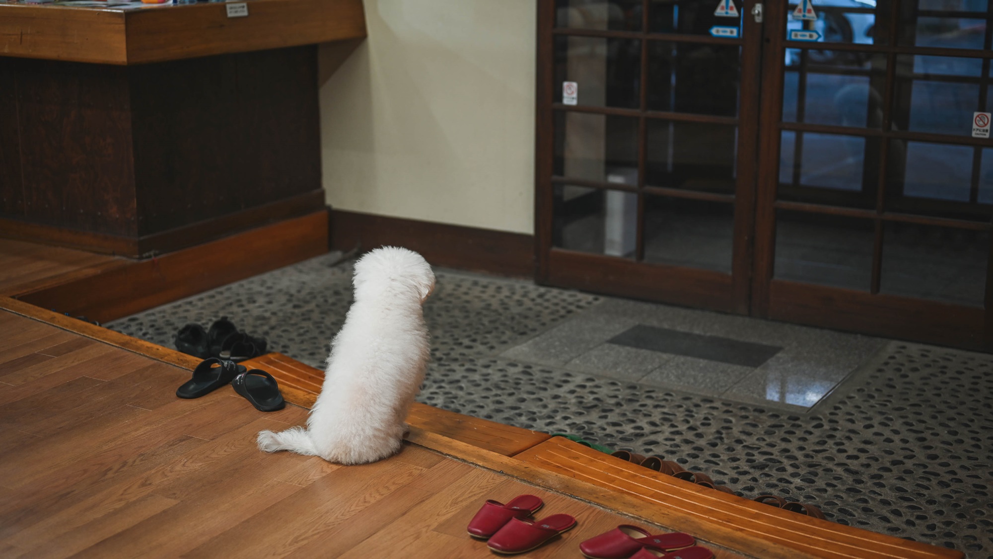 *【当館の看板犬シェリー】笑顔でお出迎えする看板犬の「シェリ」