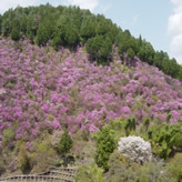 桜とつつじ