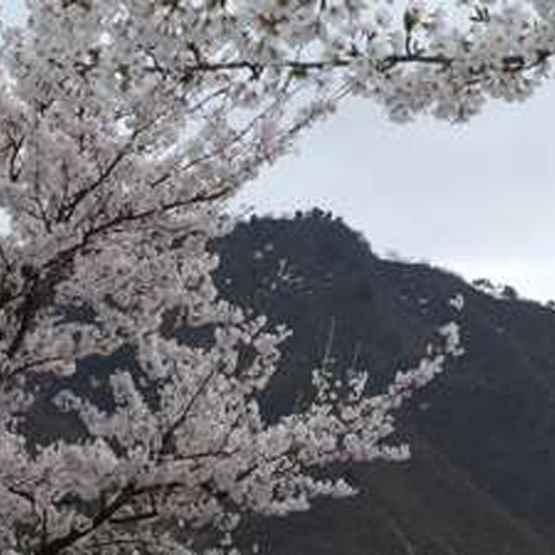 桜と坂戸山
