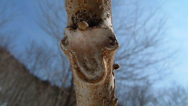 オニグルミの冬芽