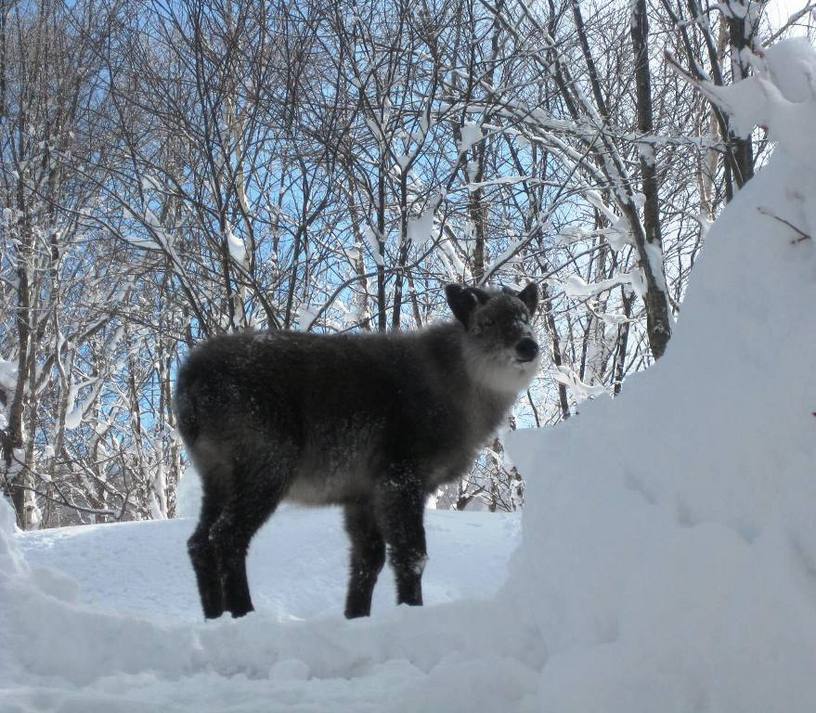 落倉高原の日本かもしか