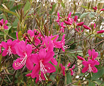 栂池自然園ムラサキヤシオツツジ