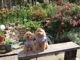 愛犬クックとココ