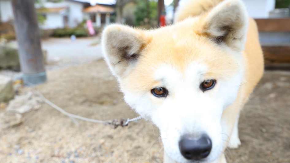 秋田犬ハナちゃん