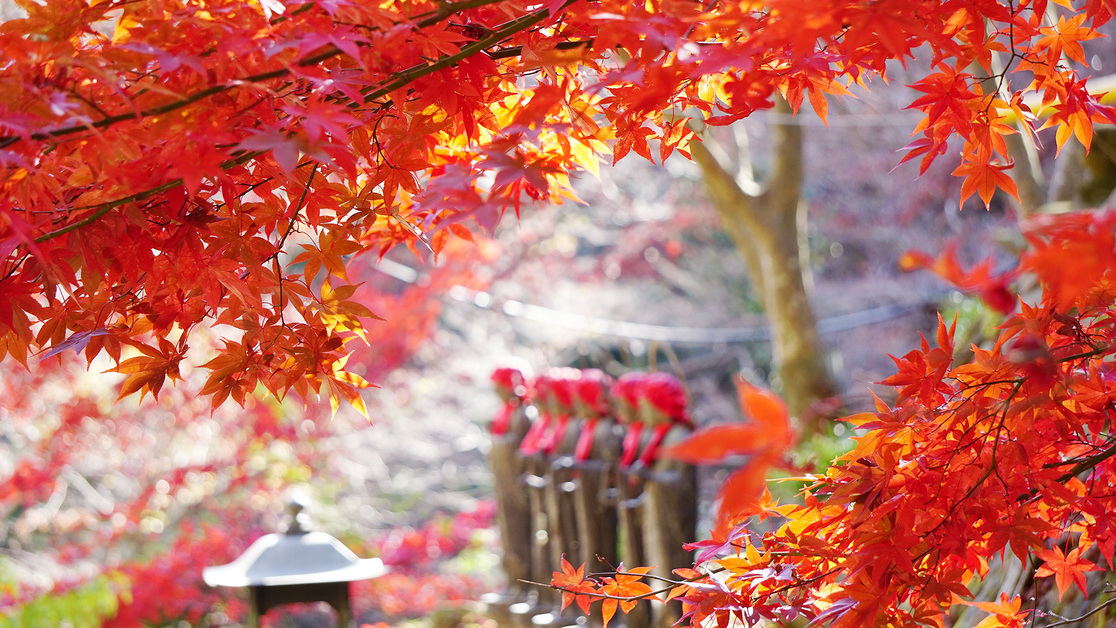 **【雨降山大山寺の紅葉】石段の頂上からは伊勢原の街が見下ろせ、気分はまさに天空の紅葉狩り！