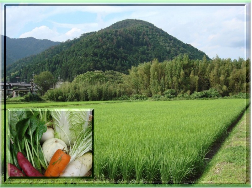 コシヒカリ農場