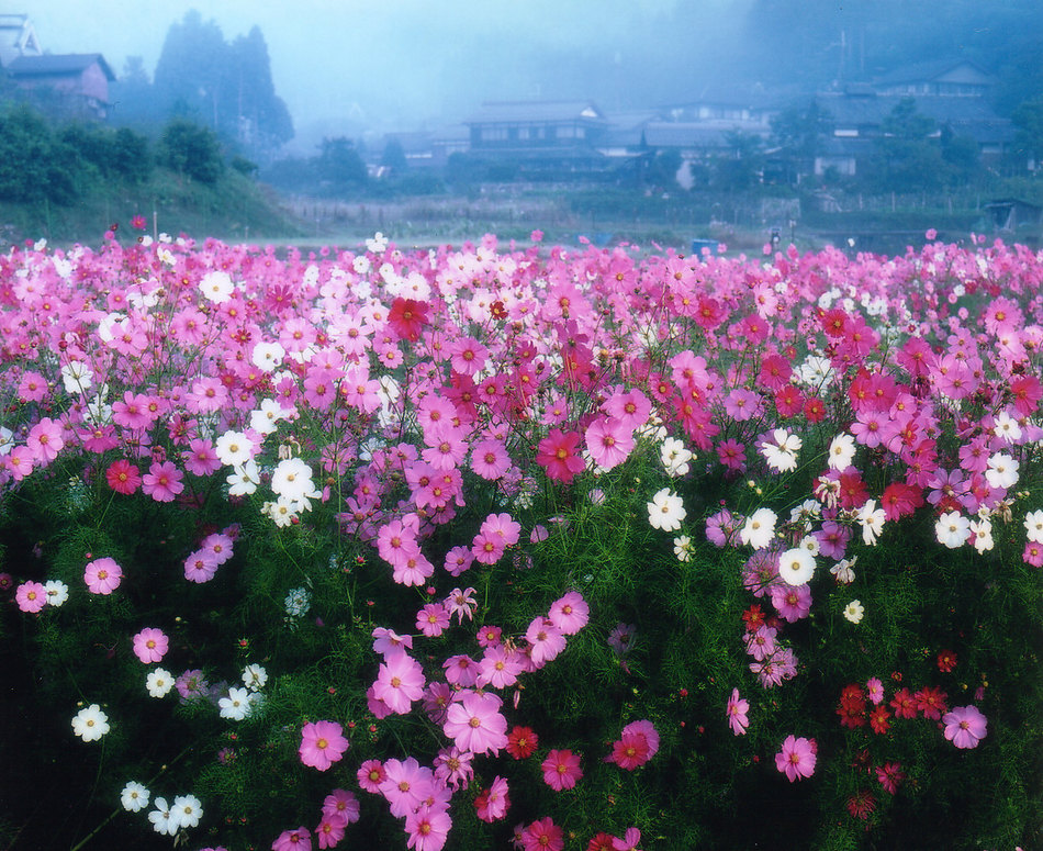 大原の里の風景(コスモス畑)