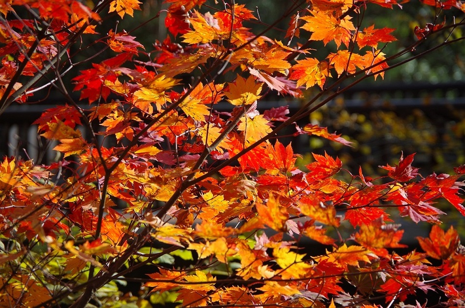紅葉