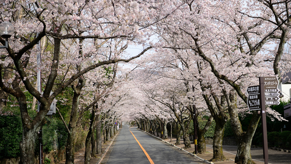 車で約5分ソメイヨシノが魅せる“;桜のトンネル”;伊豆高原桜並木